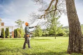 Professional Tree Removal in Clifton, TX