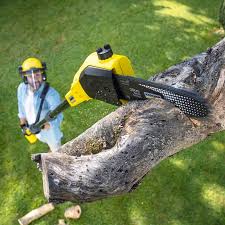 Best Hazardous Tree Removal  in Clifton, TX