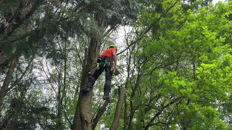 Best Tree Disease Treatment  in Clifton, TX