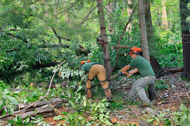 Mulching Services in Clifton, TX